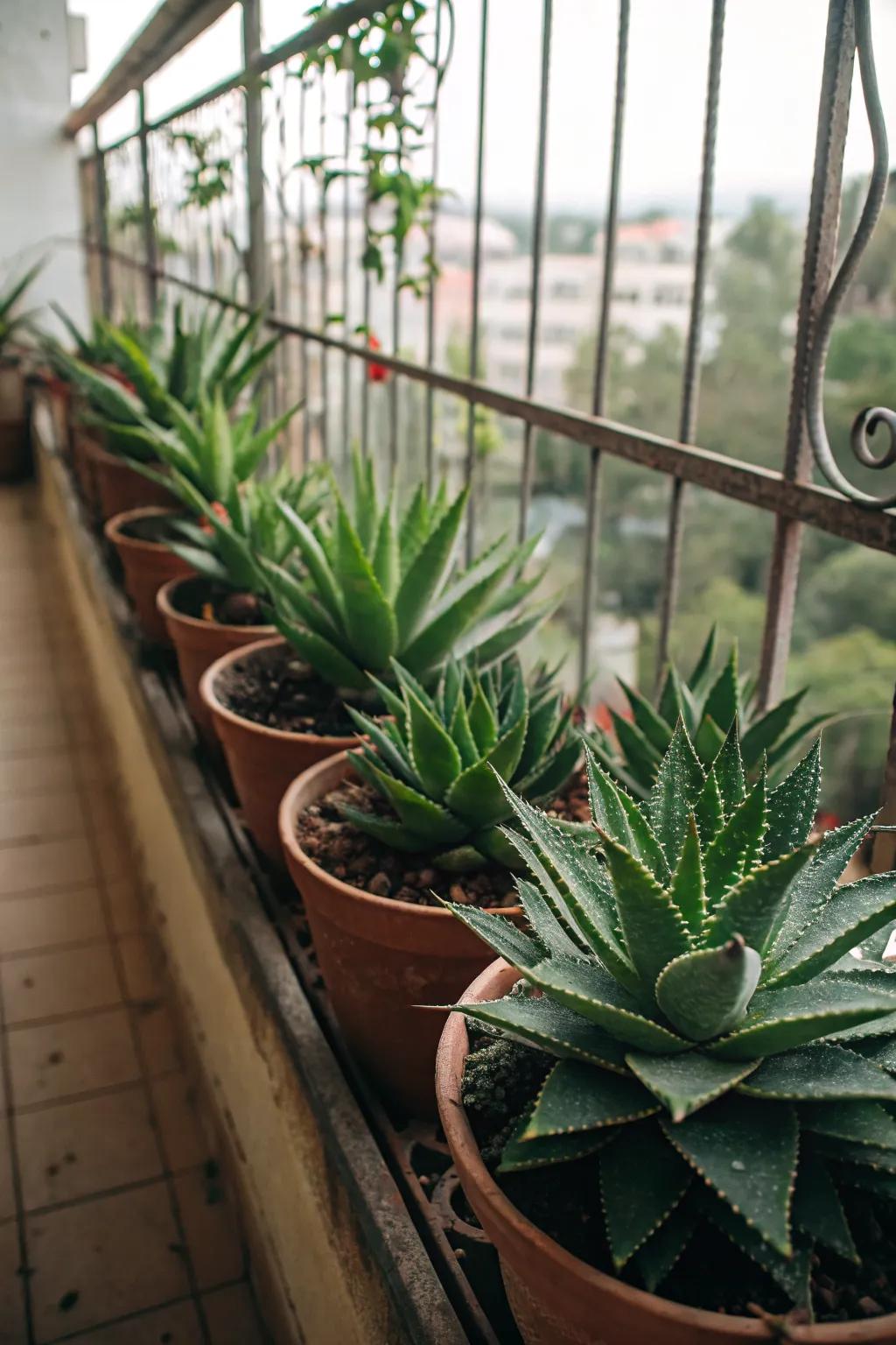 Compact agave solutions for small spaces.