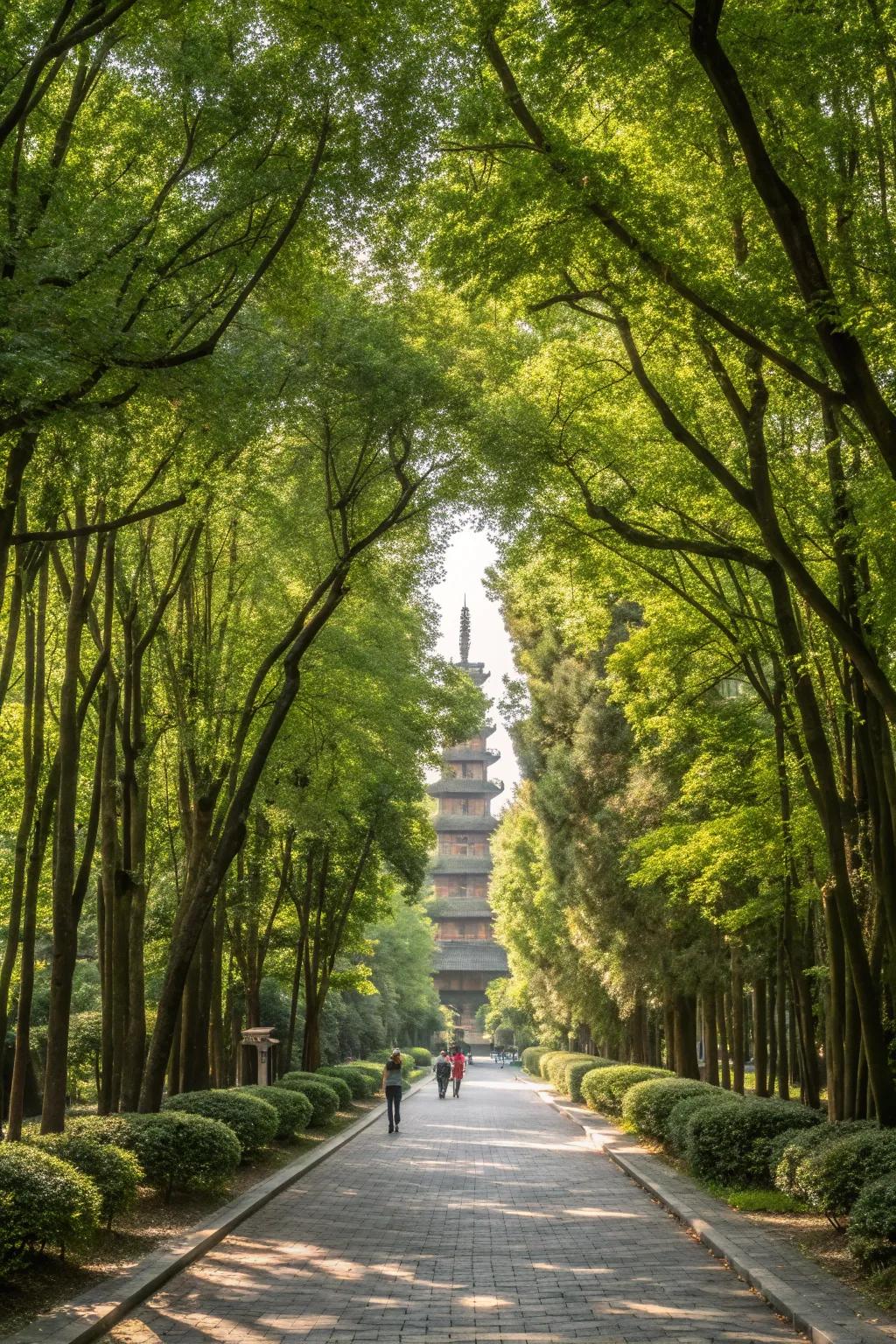 Pagoda trees frame a pathway, inviting exploration and admiration.
