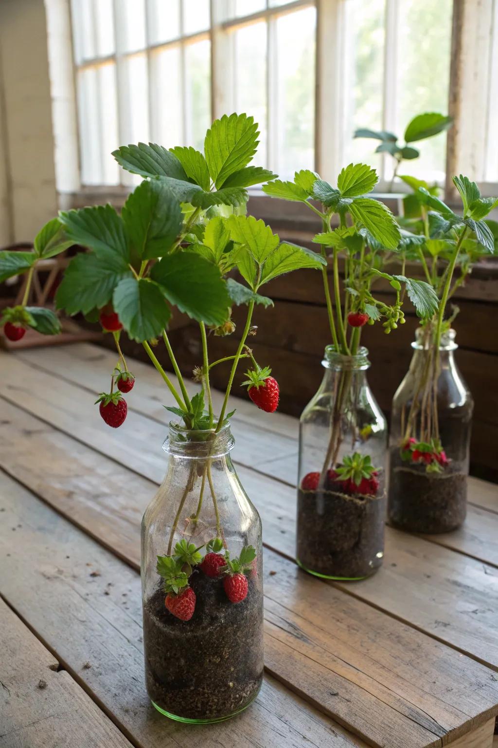 Glass bottles creatively used as strawberry planters.