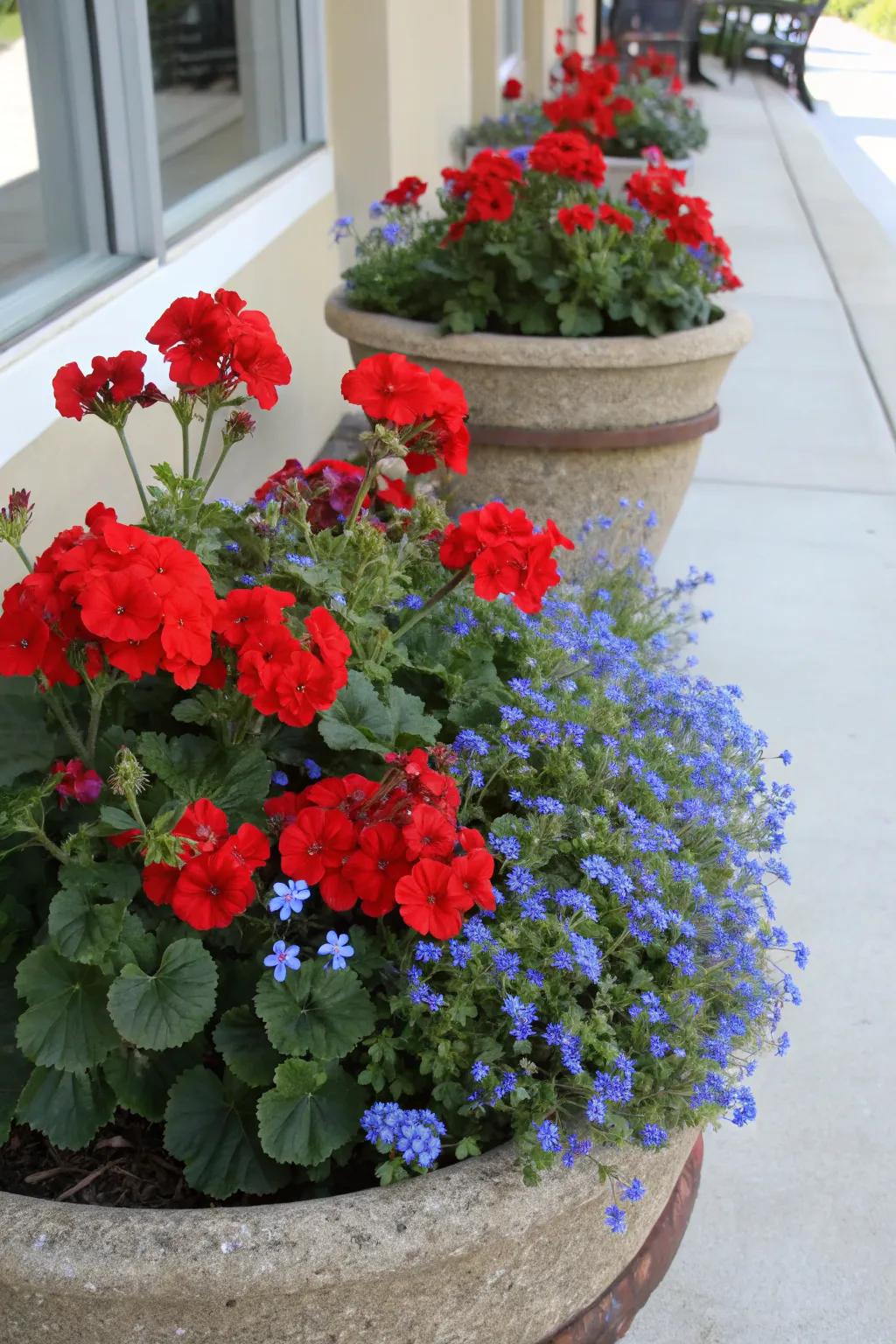 Cool blue lobelia adds a refreshing contrast to vibrant red geraniums.