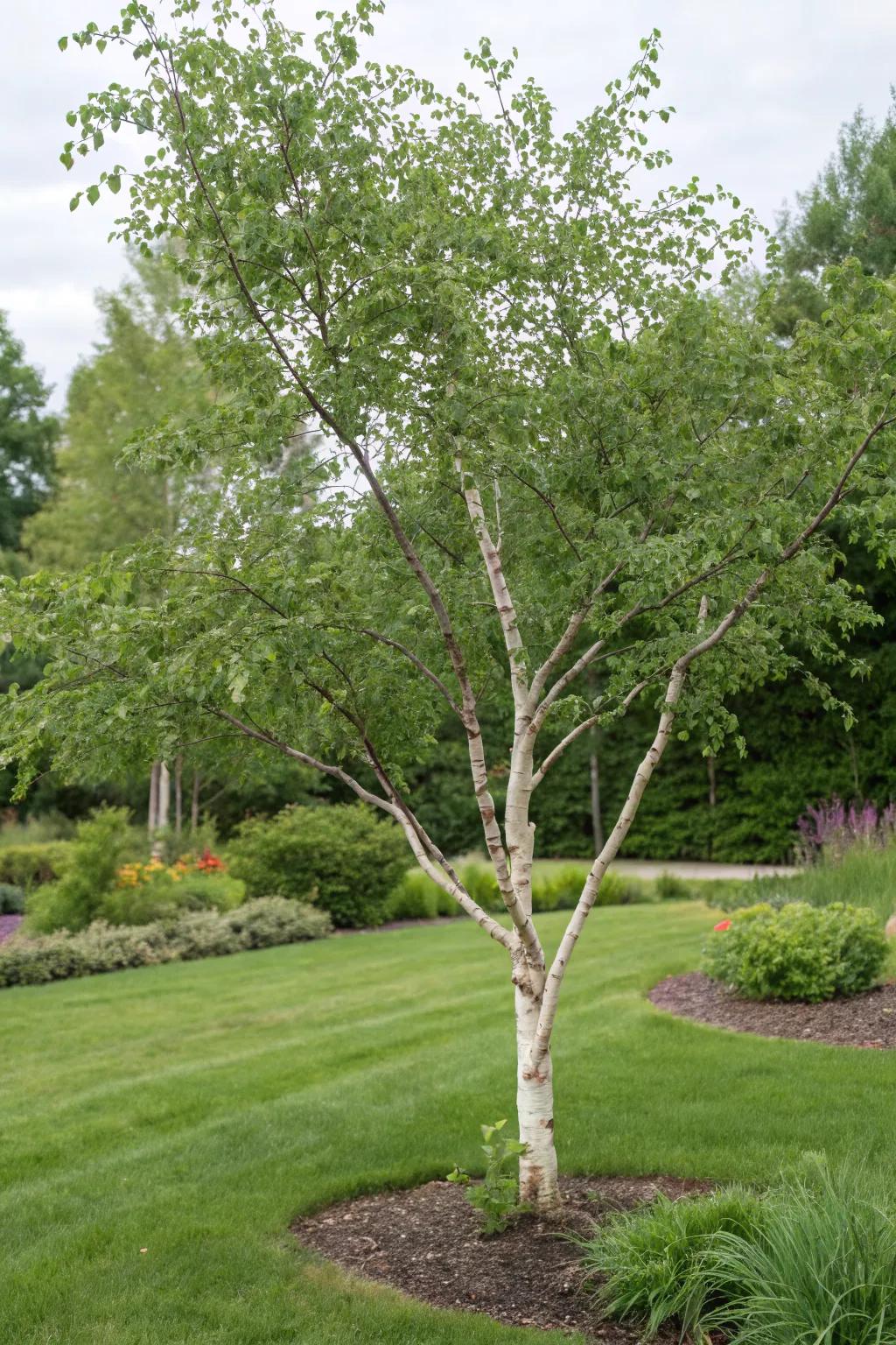 Highlight natural beauty with artistic pruning.