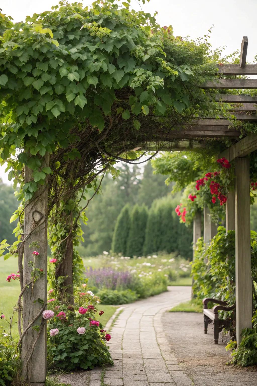 Climbing plants blend pergolas with nature.