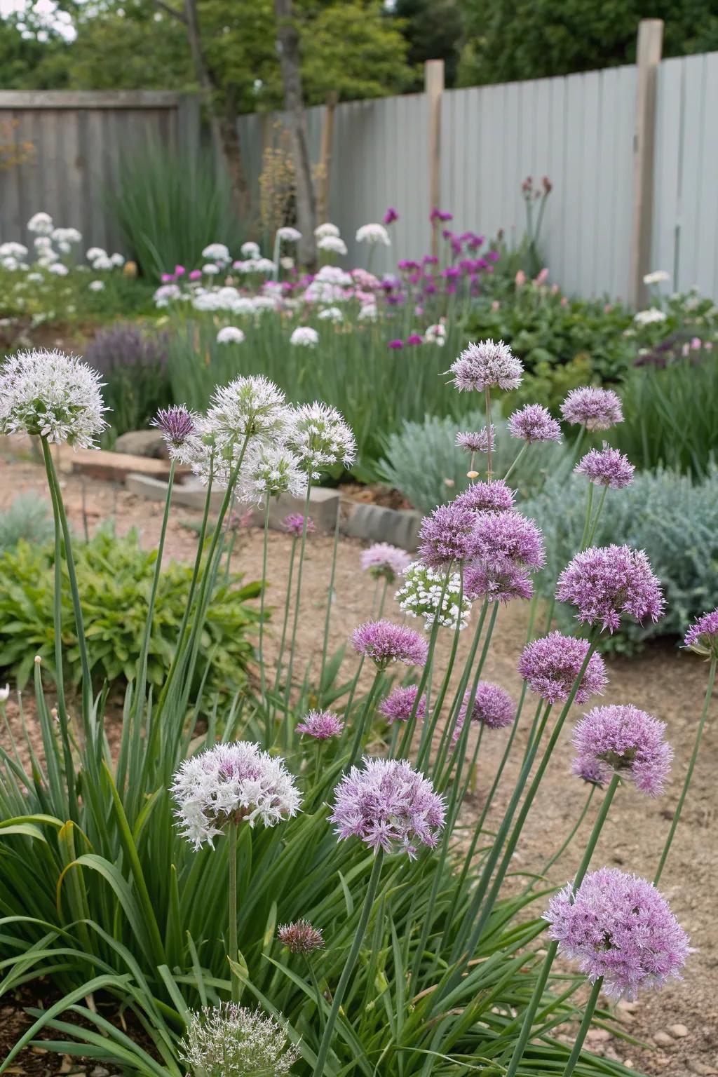Different varieties of society garlic add unique textures to your garden.