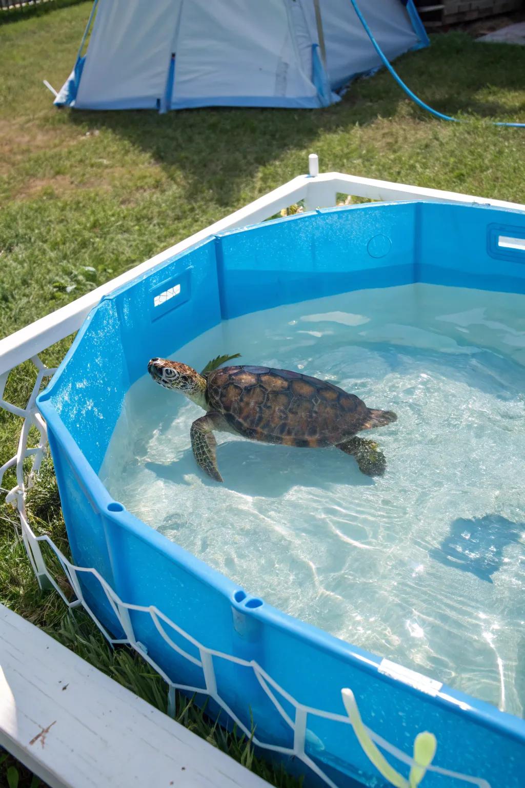 A simple yet effective wading pool for turtles.