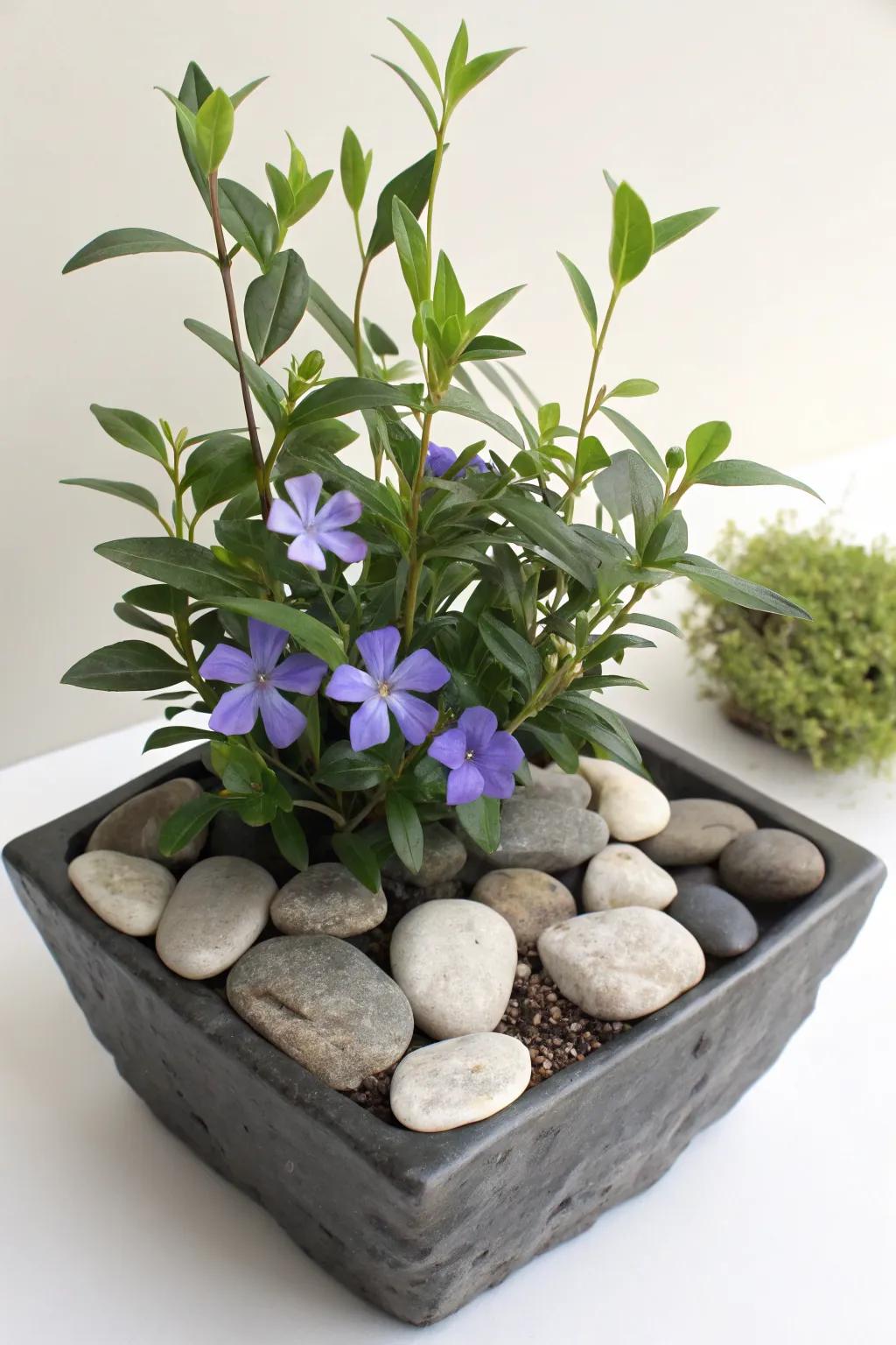 Craft a peaceful zen space with vinca.