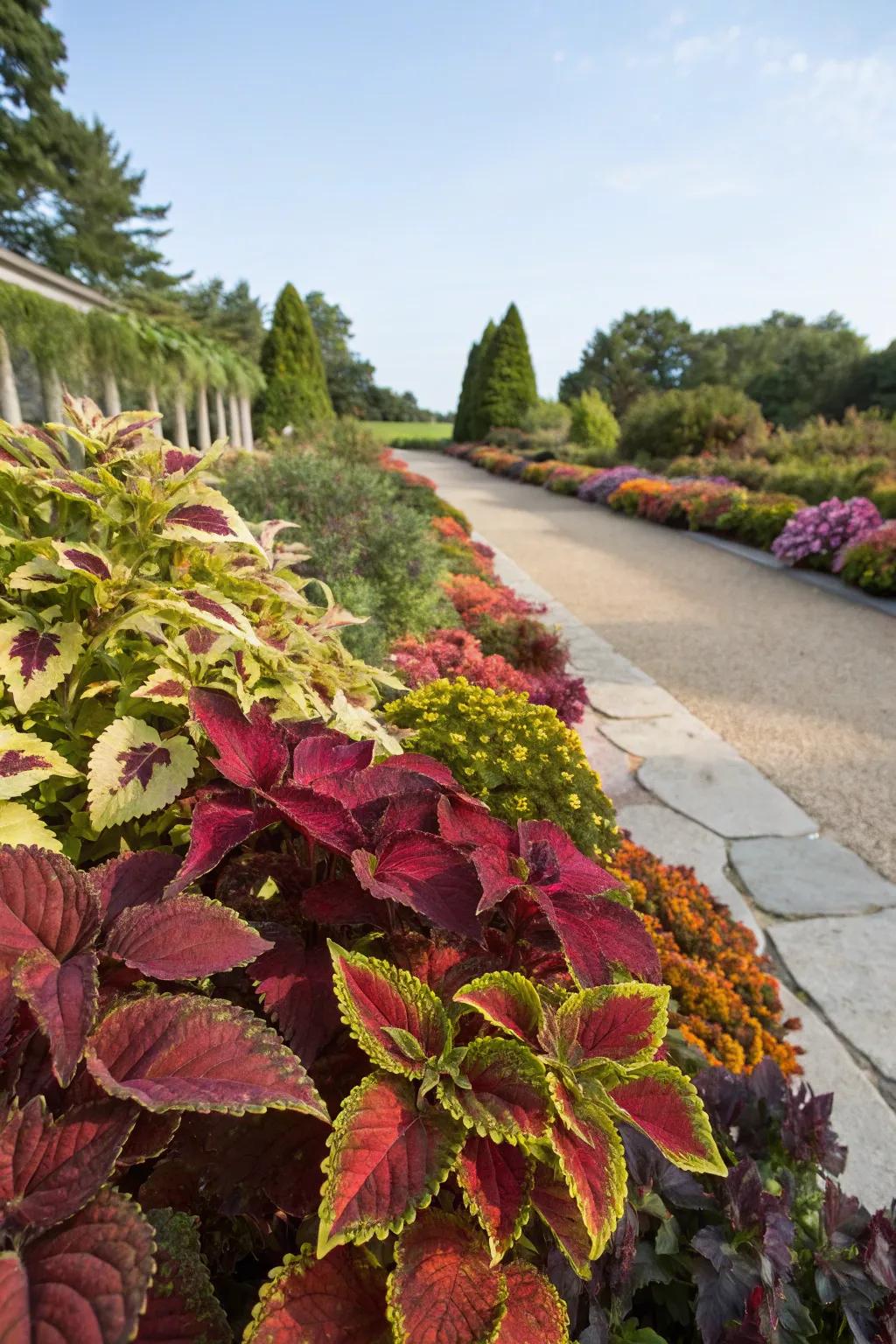 An unexpected burst of color with foliage in a zone 9b garden.