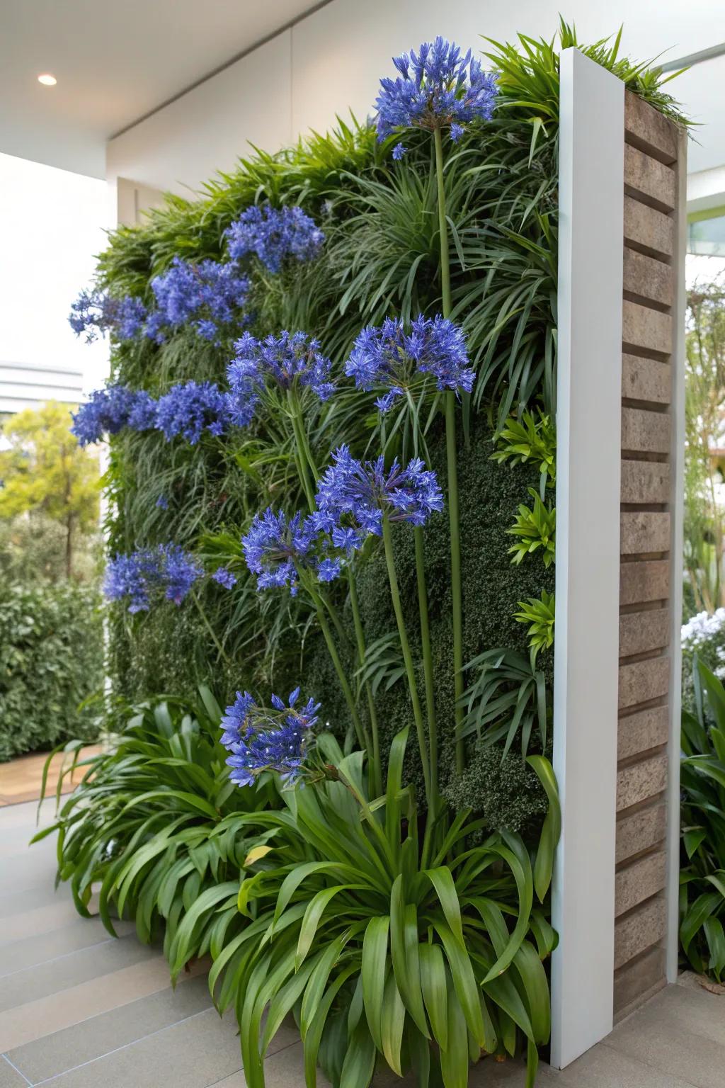 Enhance vertical gardens with the height of agapanthus.