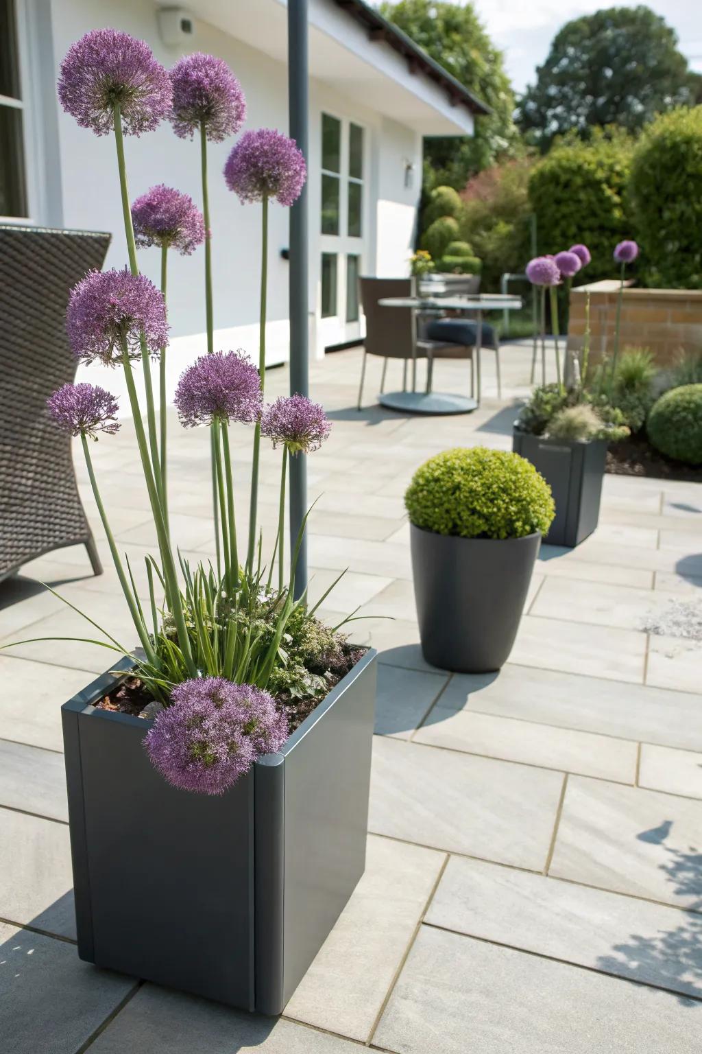 Container gardening with alliums for versatile placement