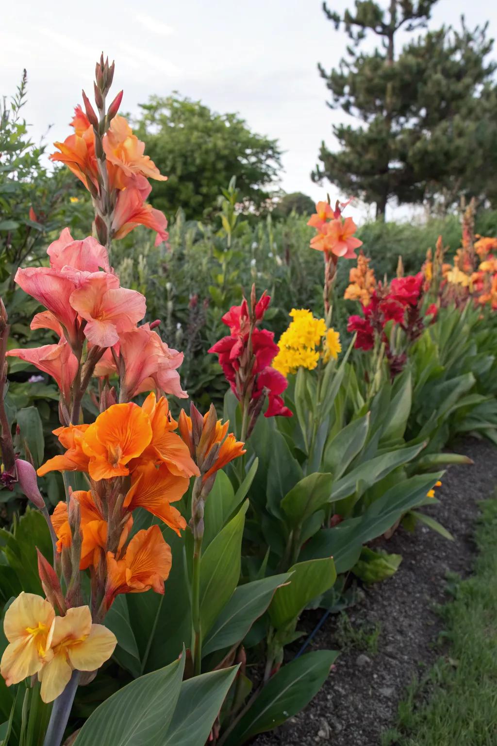 An artistic garden palette with diverse canna lily blooms.