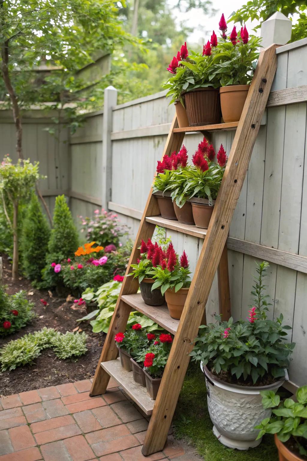 A ladder display adds height and intrigue to celosia arrangements.
