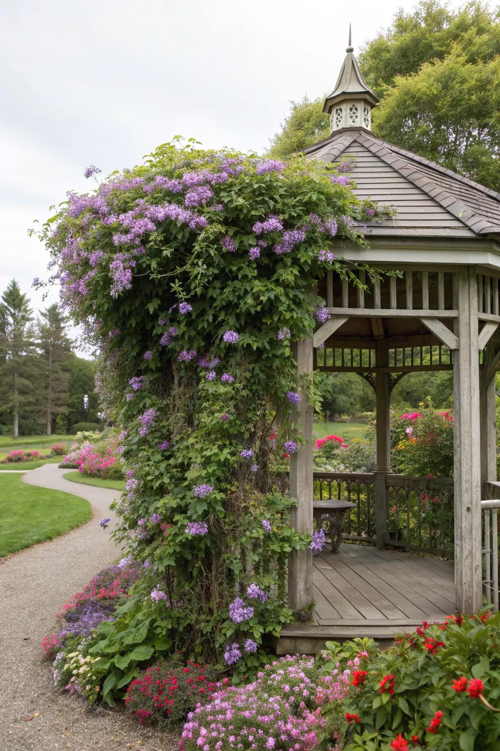 A gazebo beautifully decorated with clematis vines.