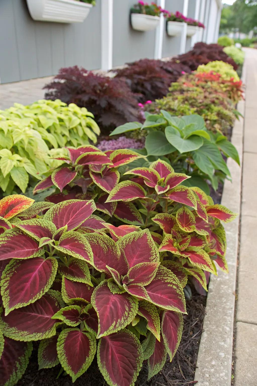 Harmonious Color-Themed Coleus Display