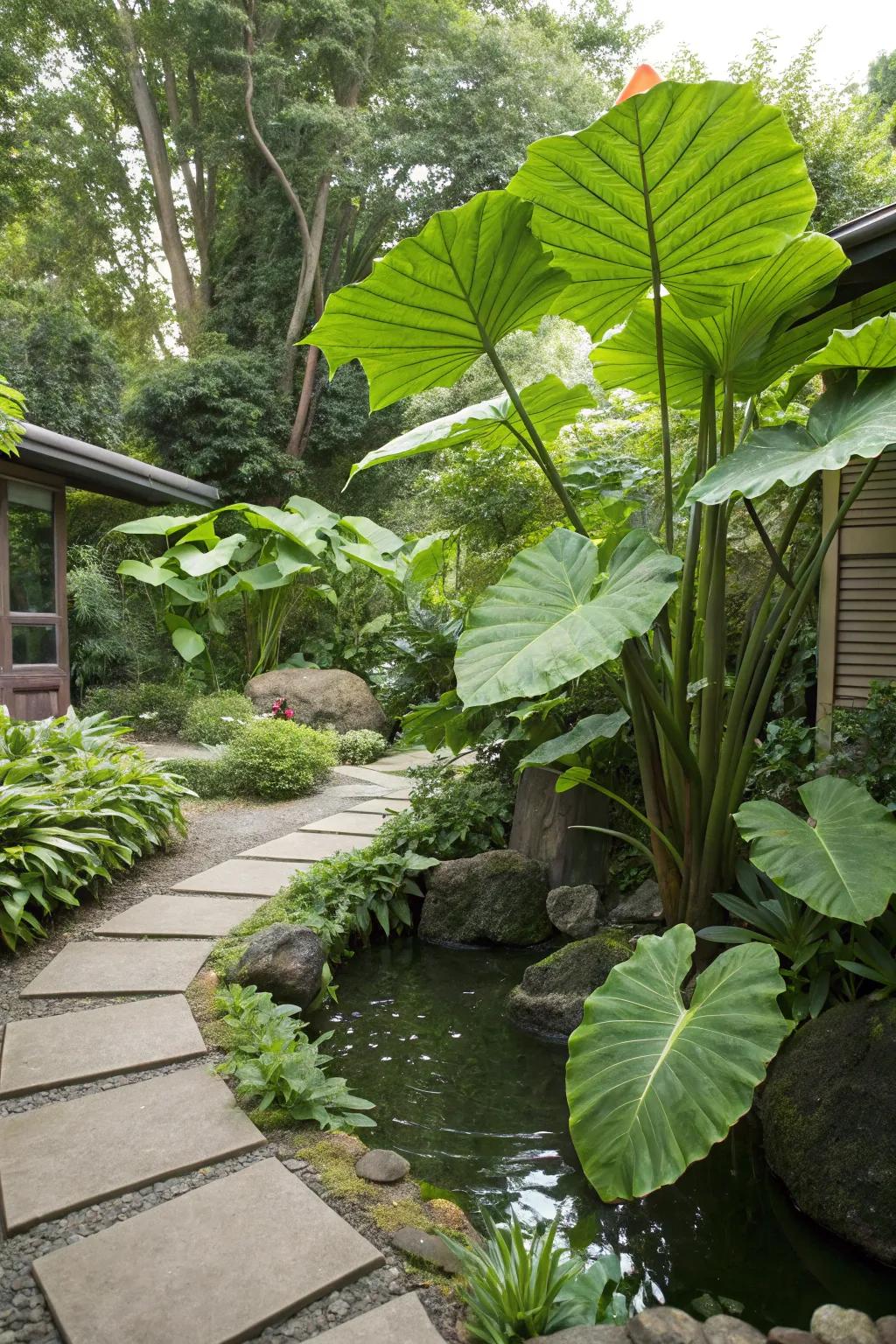 Achieve feng shui harmony with the balanced presence of elephant ears.