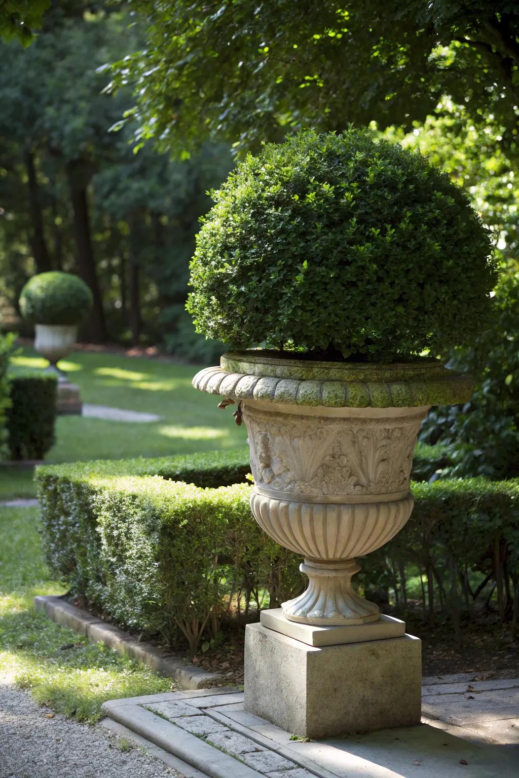 Boxwood: the classic evergreen for timeless elegance.
