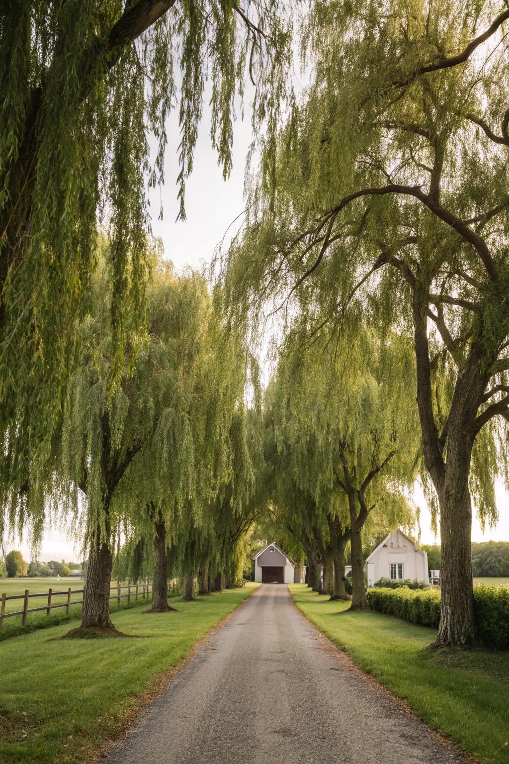 Willow trees adding a serene and inviting touch to a driveway.