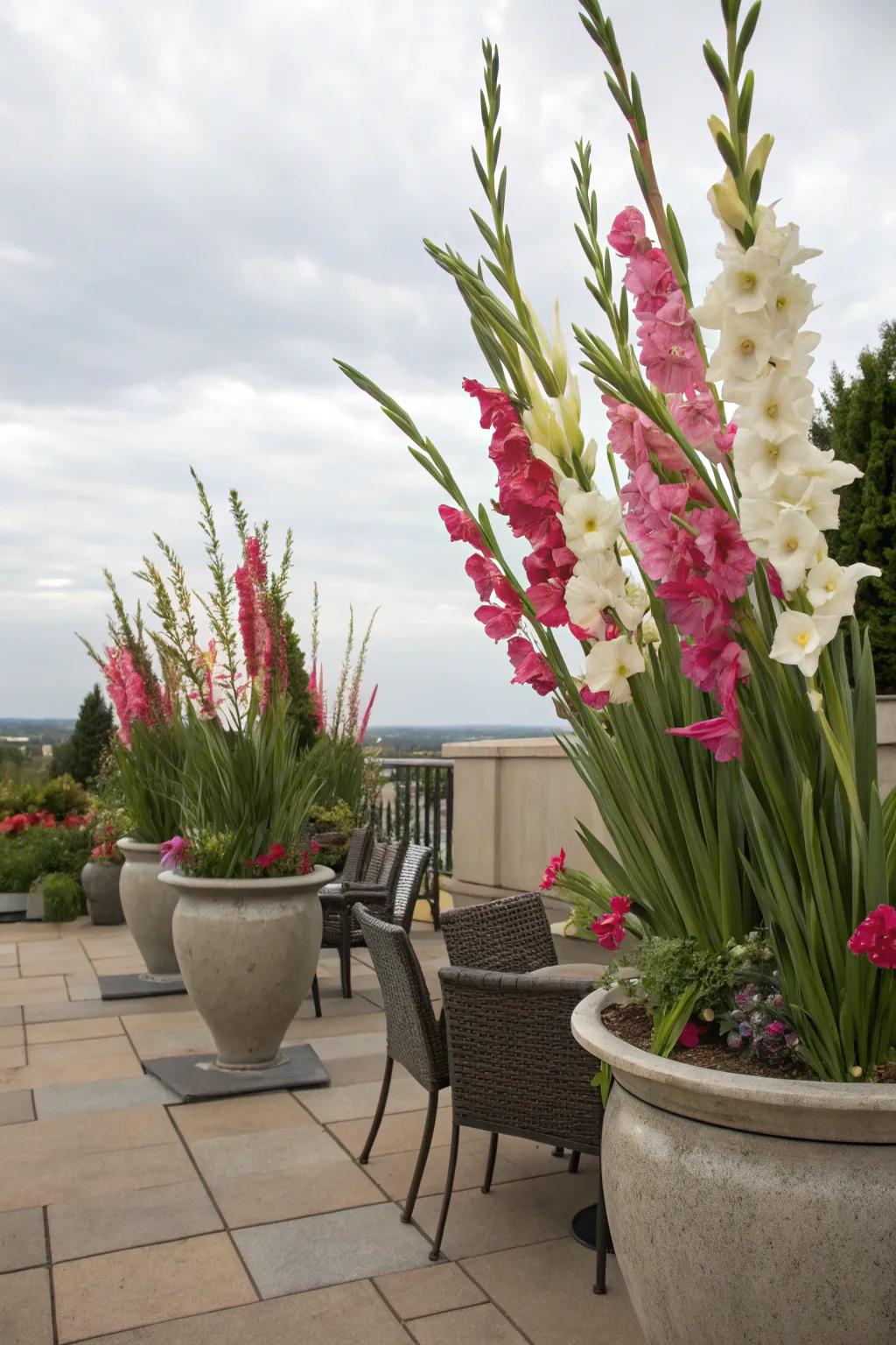 Gladiolus bringing color and height to patio planters.