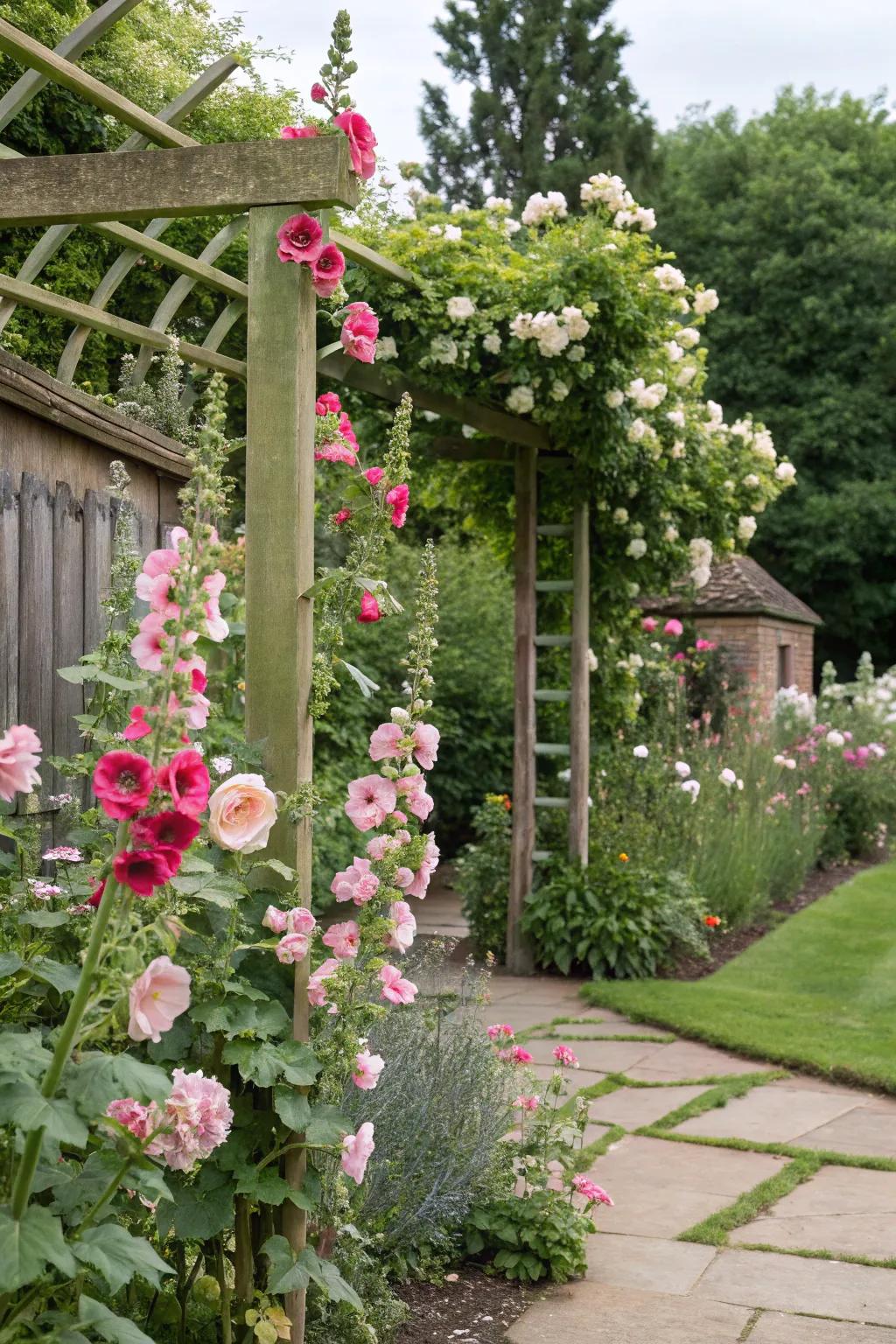 A romantic pairing of hollyhocks with climbing roses.