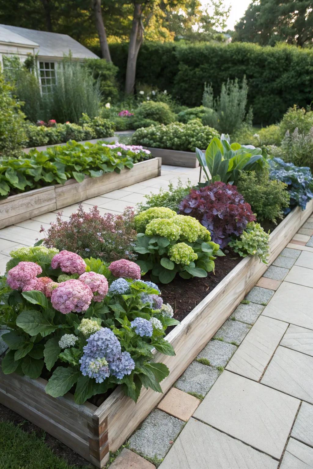 Hydrangeas in an edible garden offer beauty and bounty.