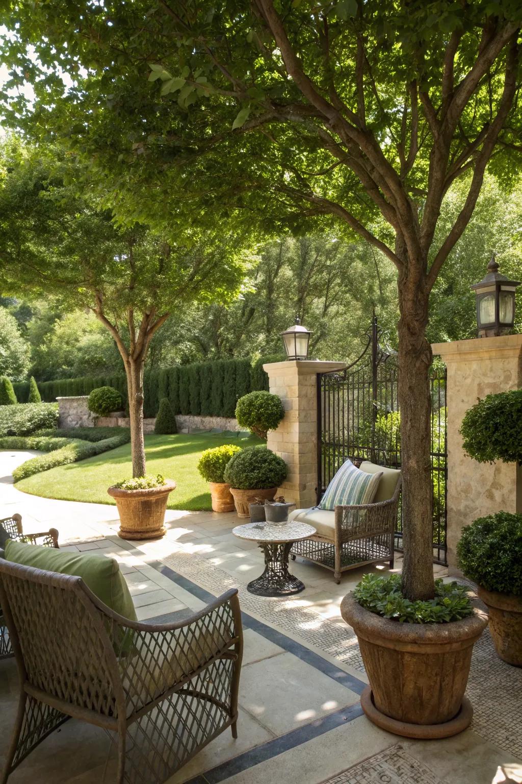 Potted trees introduce height and elegance to patios.