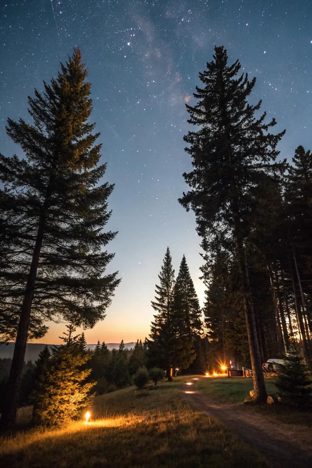Lighting enhances the allure of pine trees at night.