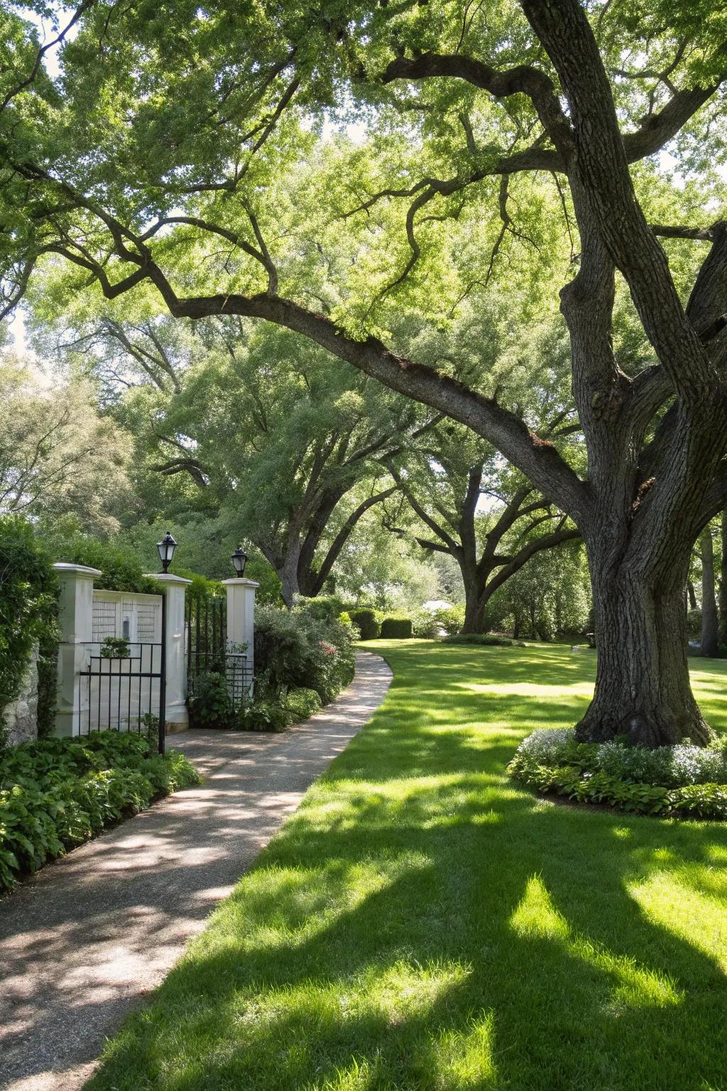Low-maintenance shade trees offering cooling coverage.