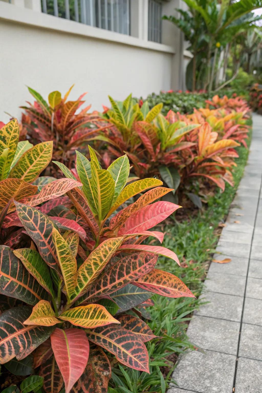 Mammy Crotons creating a gorgeous groundcover effect.