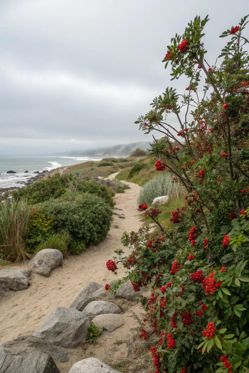 Nandina thrives in coastal gardens, enduring salty winds with ease.
