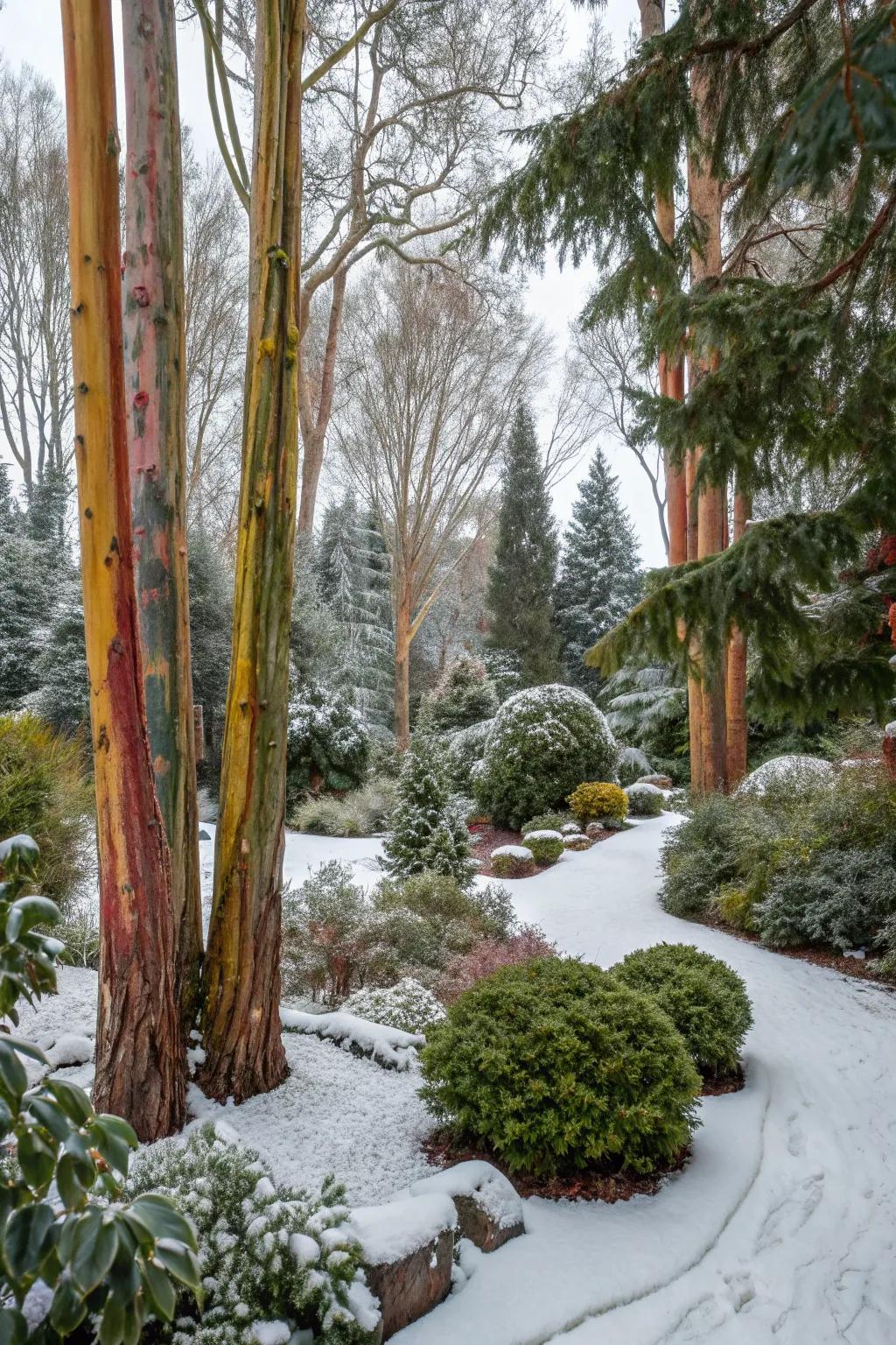 A flower bed designed for winter interest with evergreens and colorful bark.