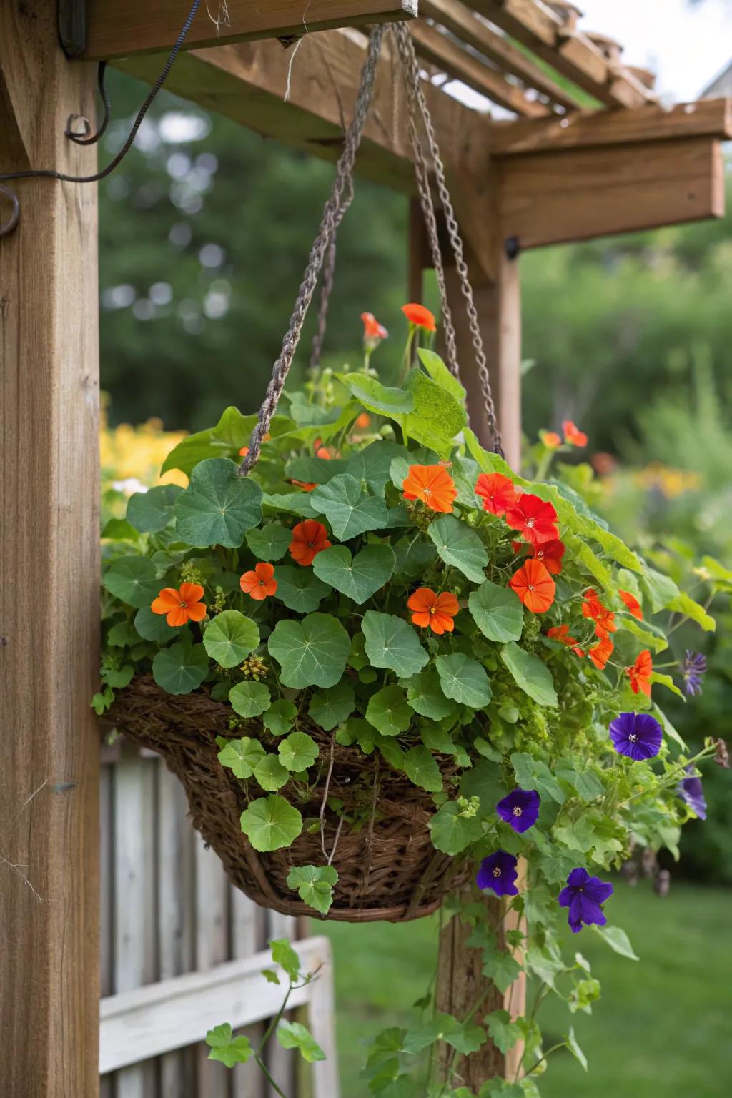 Whimsical delight with playful nasturtiums and climbing morning glory.