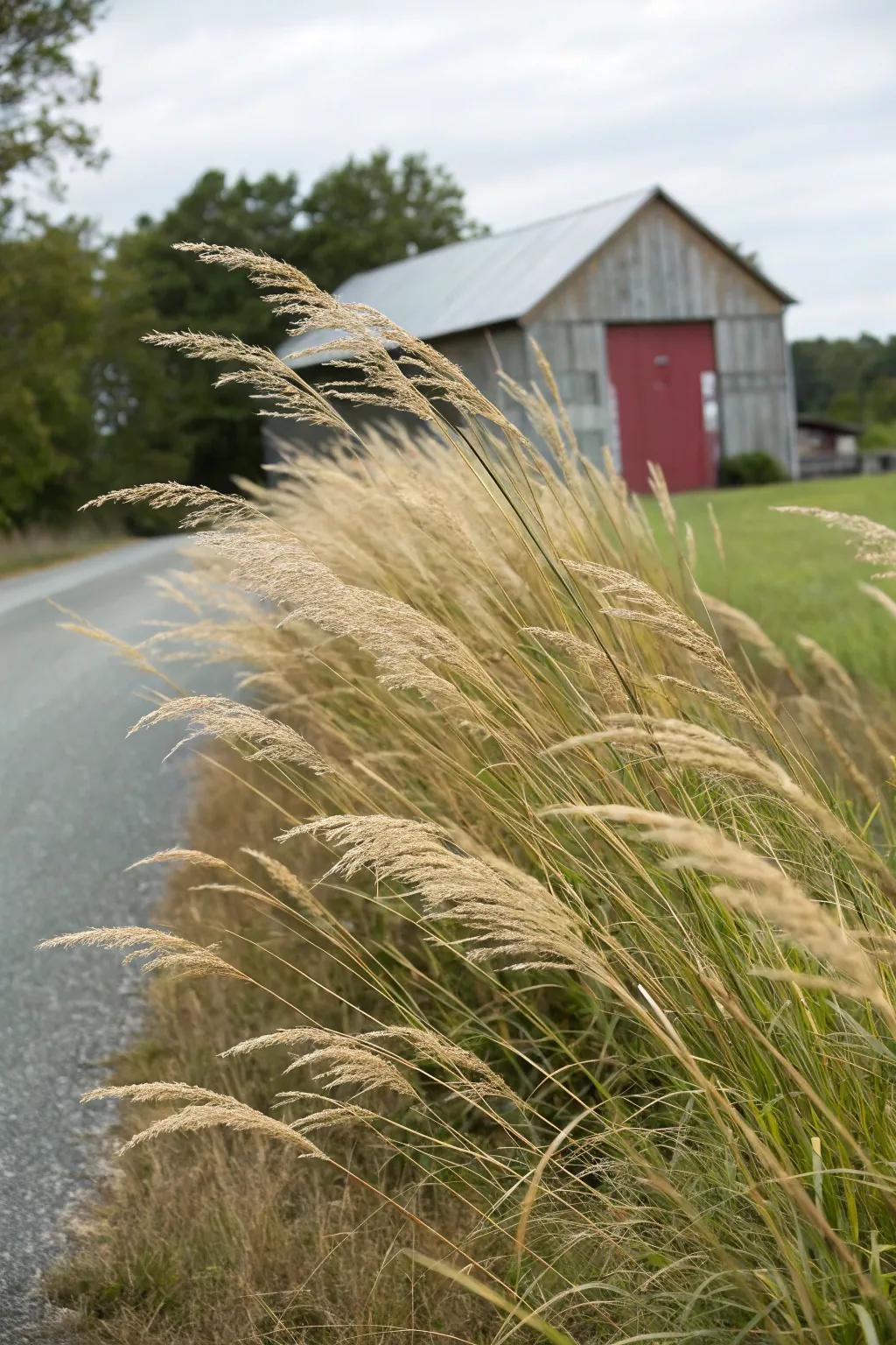 Ornamental grasses add texture and dynamic movement to the landscape.