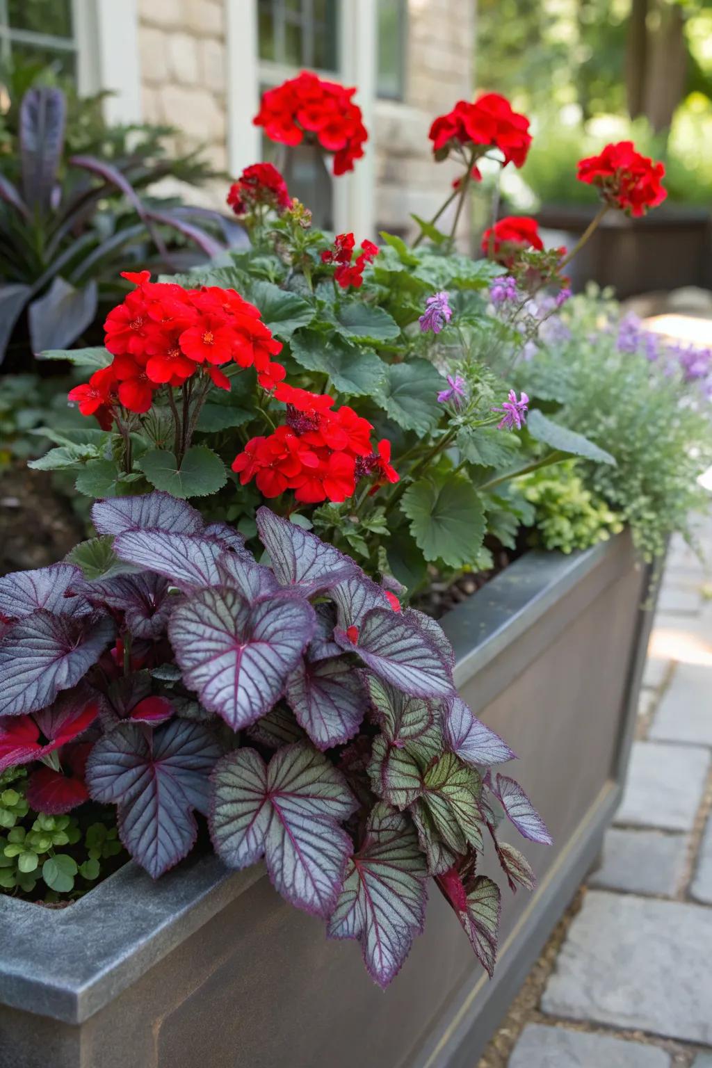 Bold Persian shield creates an eye-catching contrast with red geraniums.