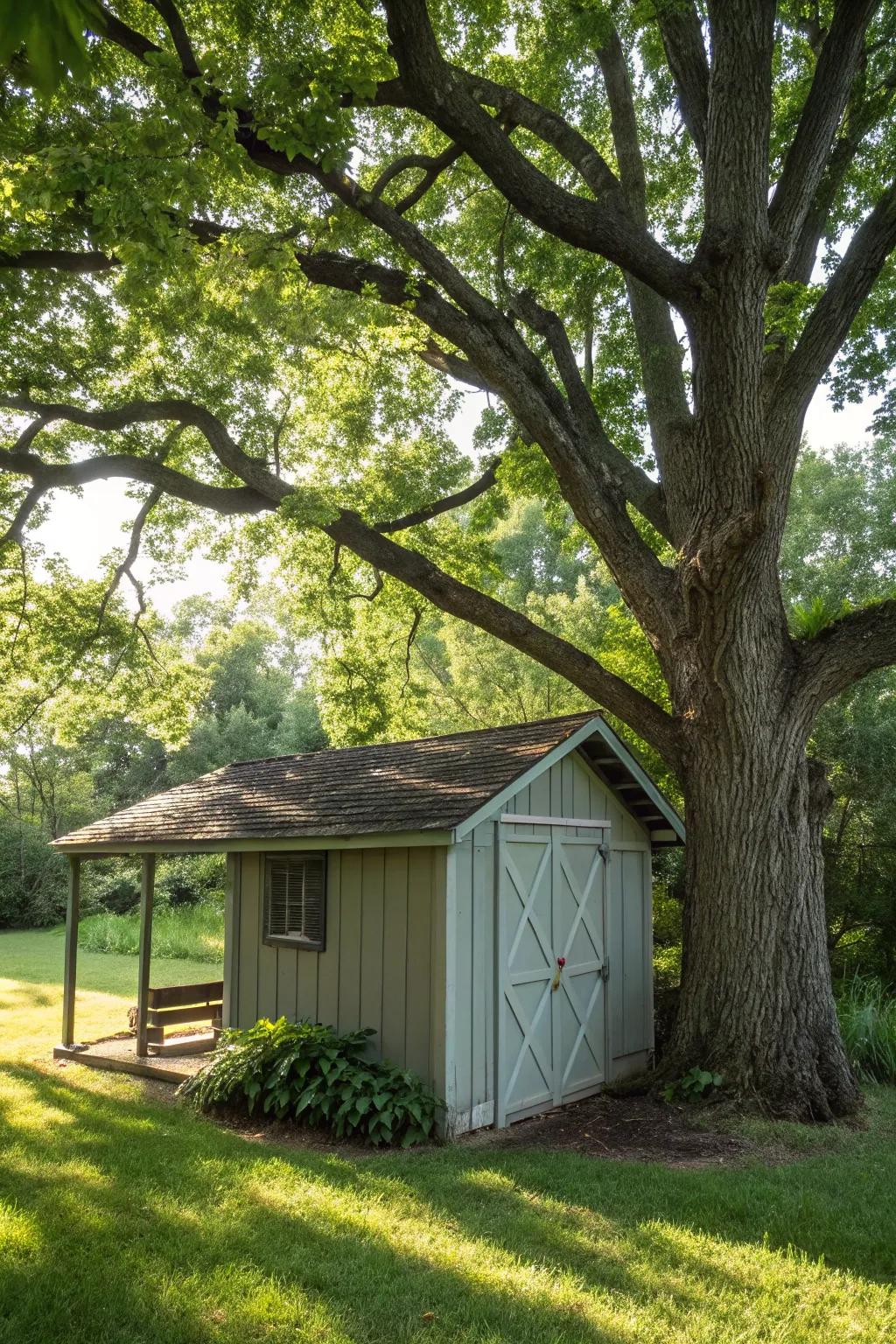 A shed benefiting from the cooling shade of a tree.