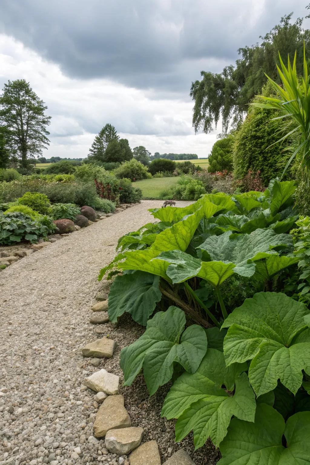 Bold foliage creates a striking contrast with gravel surfaces.