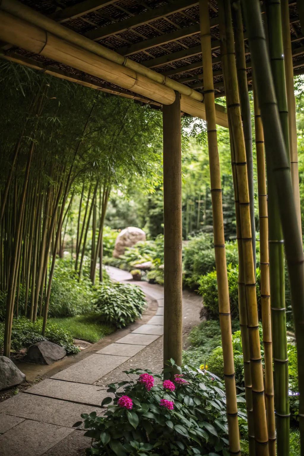 Bamboo offers quick-growing shade and privacy.