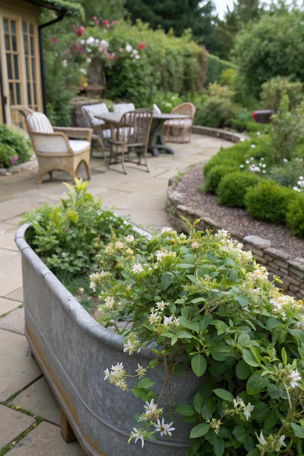 A fragrant garden oasis in a water trough.