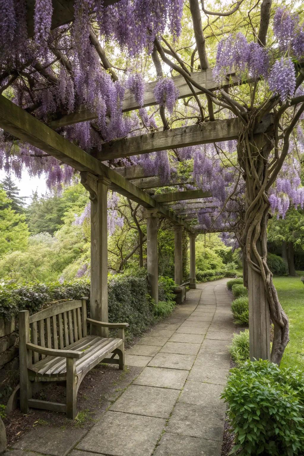A private garden retreat under the lush cover of wisteria.