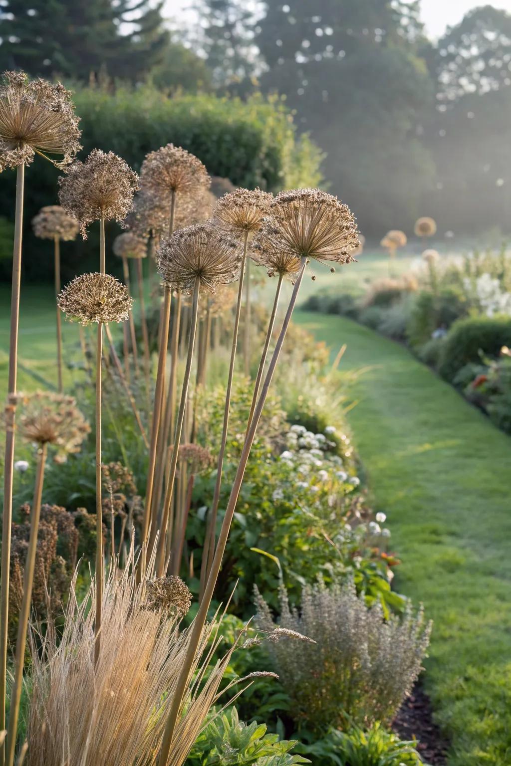 Sculptural seed heads of alliums adding garden intrigue