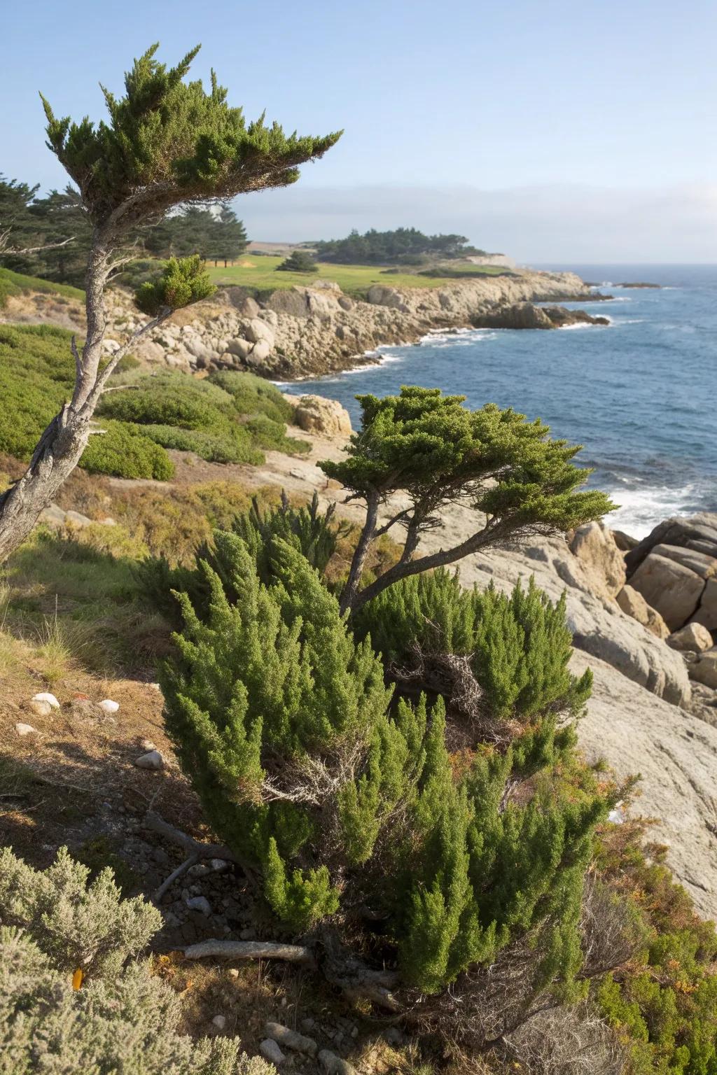 Blue Point Junipers thrive in coastal landscapes.