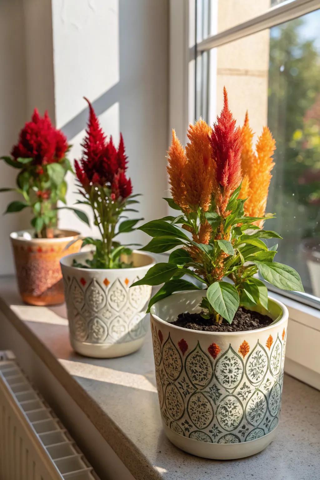 Ceramic planters add an artistic touch to celosia displays.