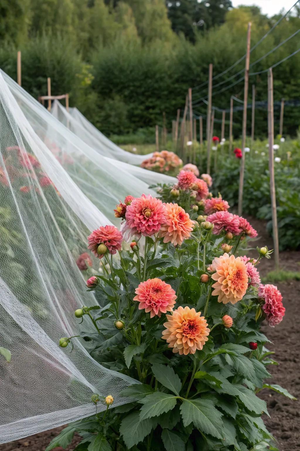 Netting providing a quick support solution for dahlias.
