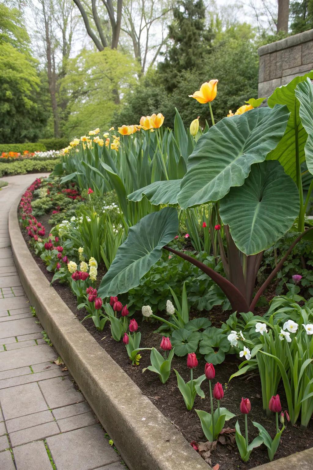 Spring surprises await with a dynamic blend of elephant ears and bulbs.