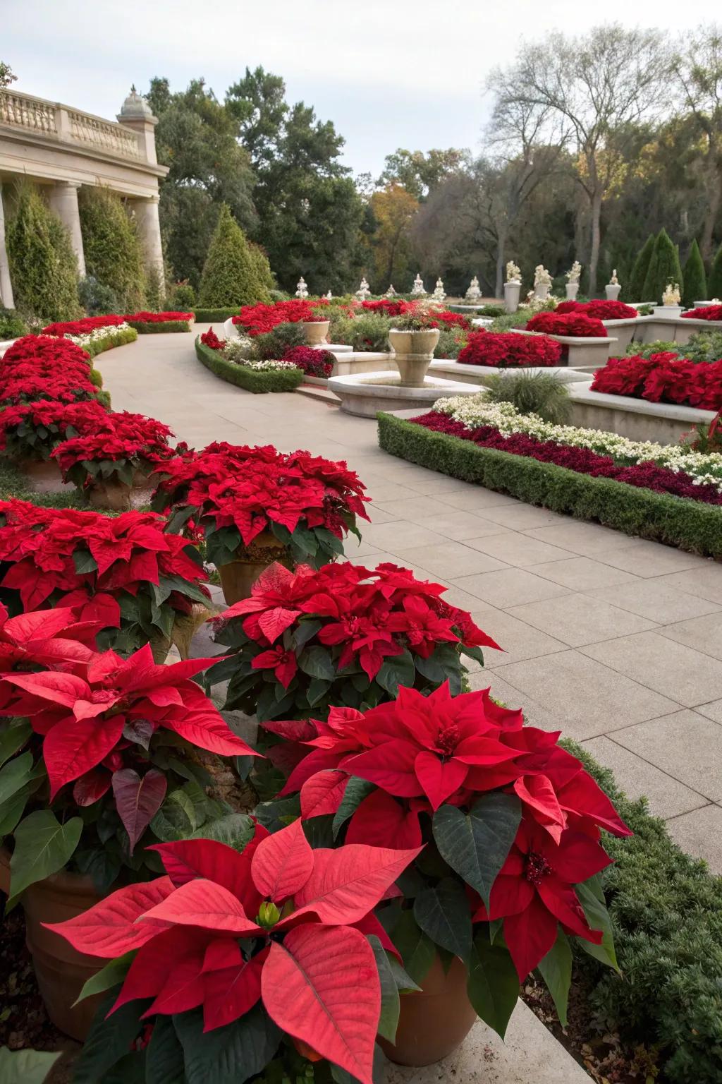 Giant poinsettia displays bring festive elegance to any garden.