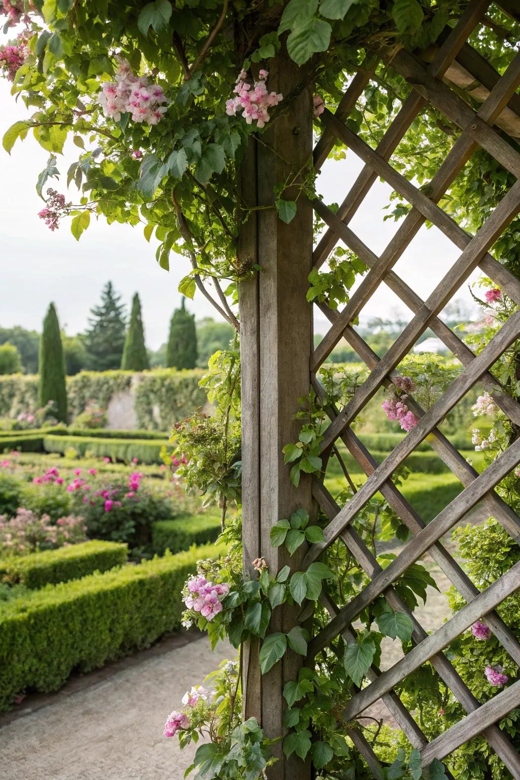 Lattice and climbers add height and romance to garden walls.