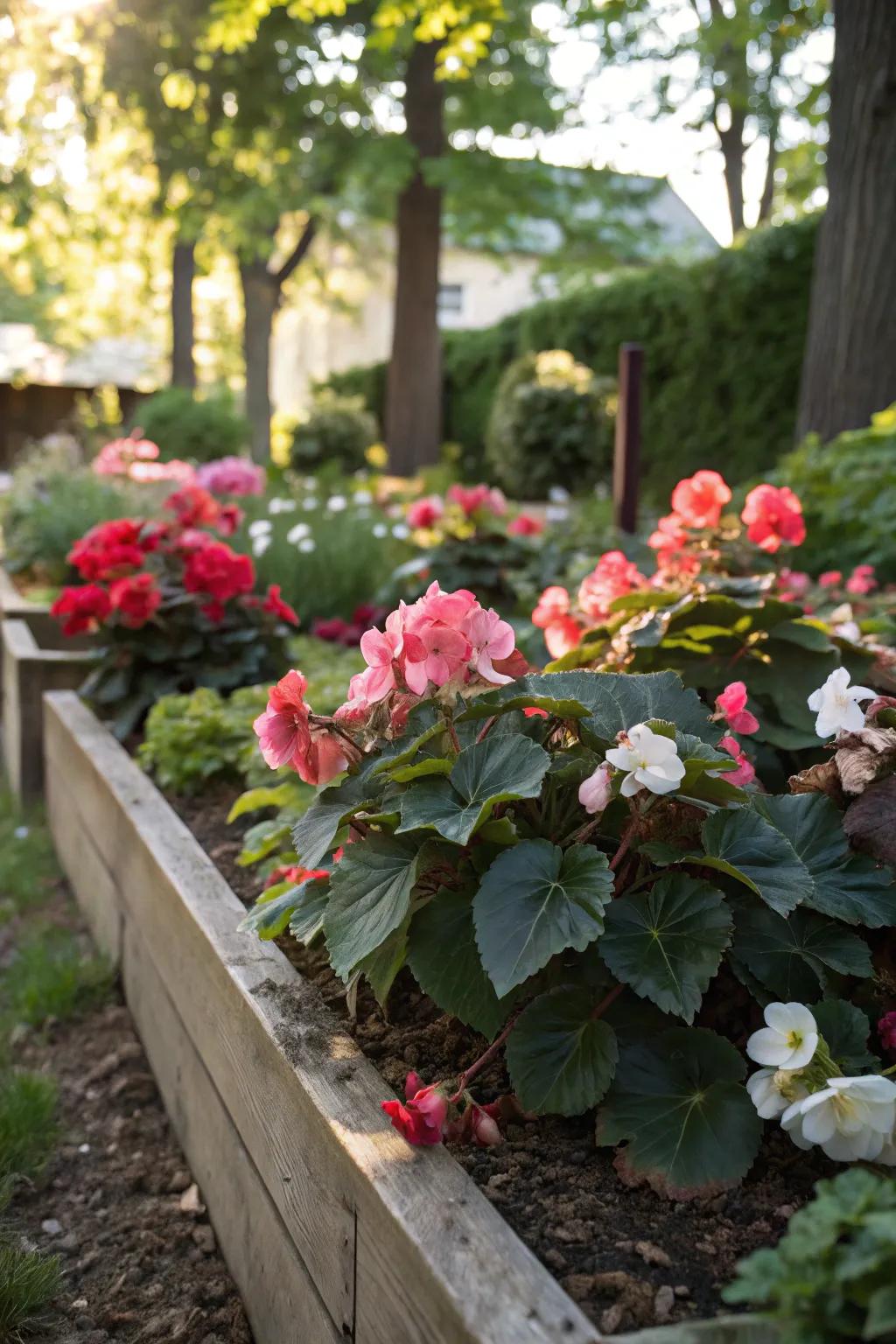 Begonias thrive in shade, adding a splash of color.