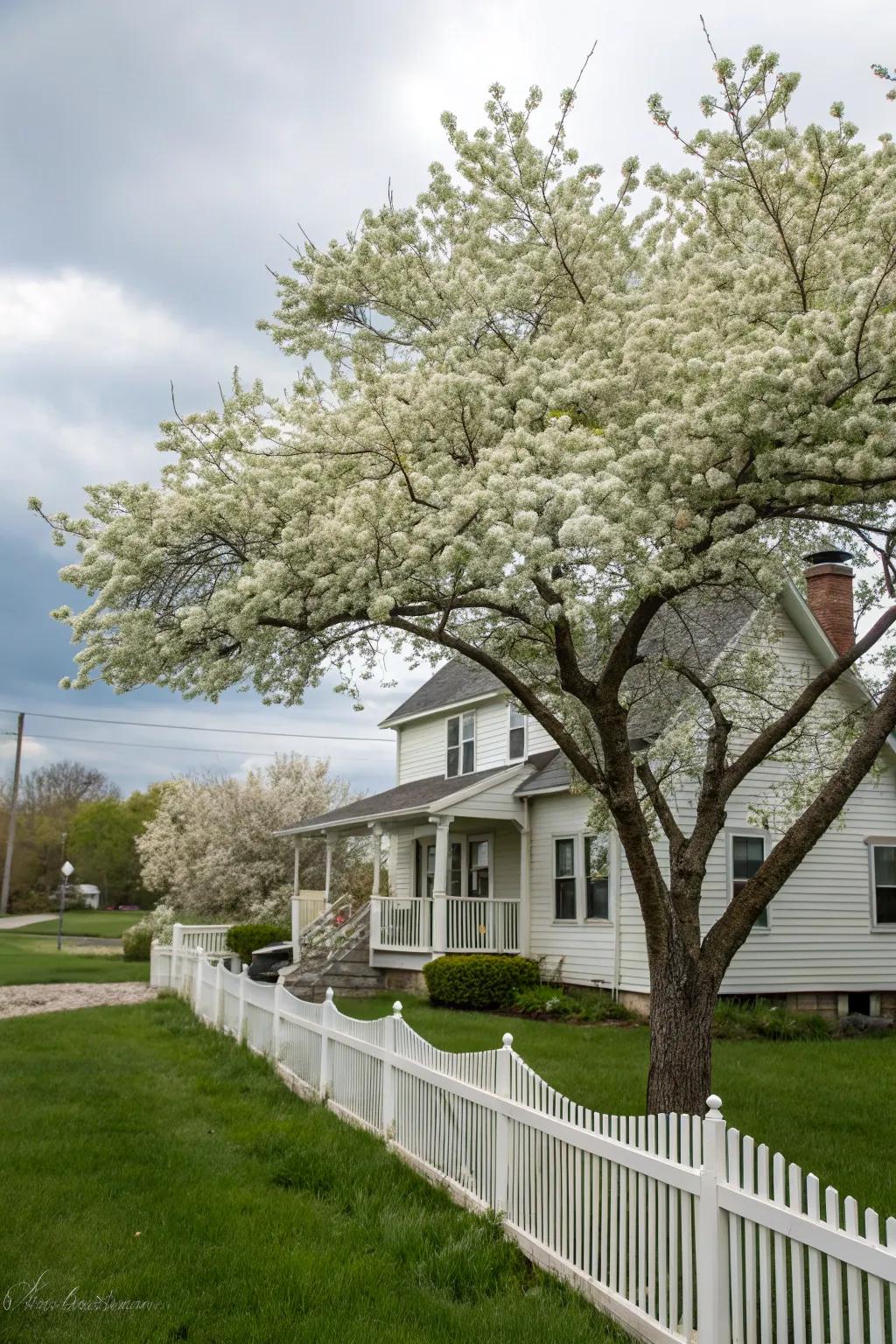 Pear trees provide seasonal beauty and delicious autumn fruits.