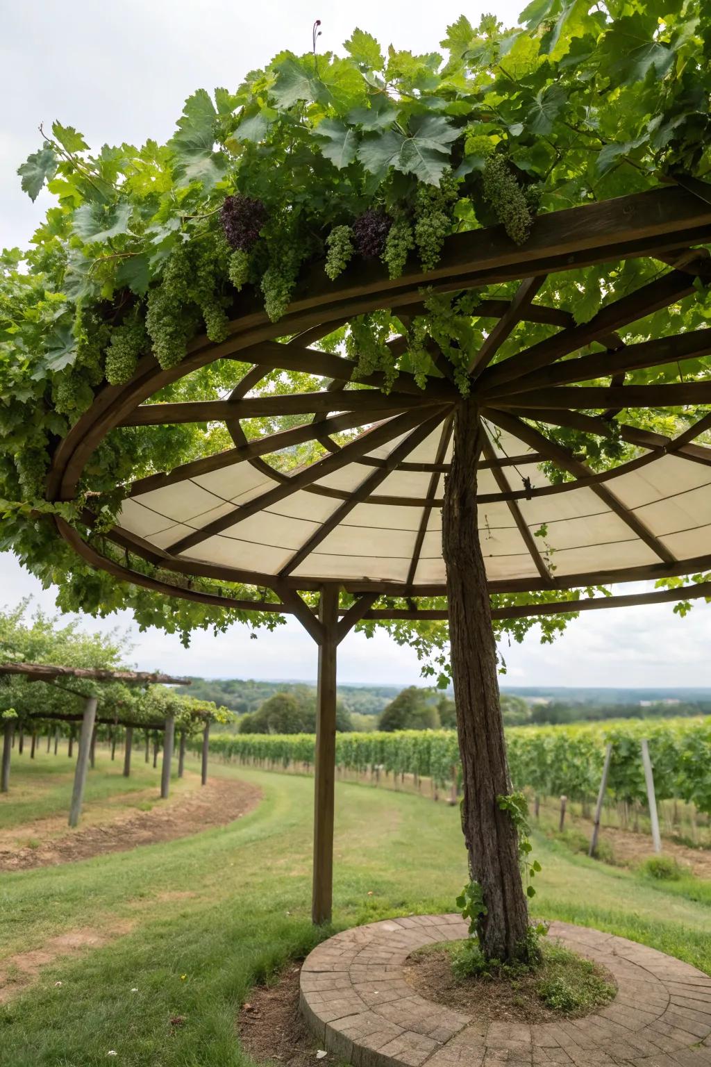A grapevine umbrella offers shade and a unique garden feature.