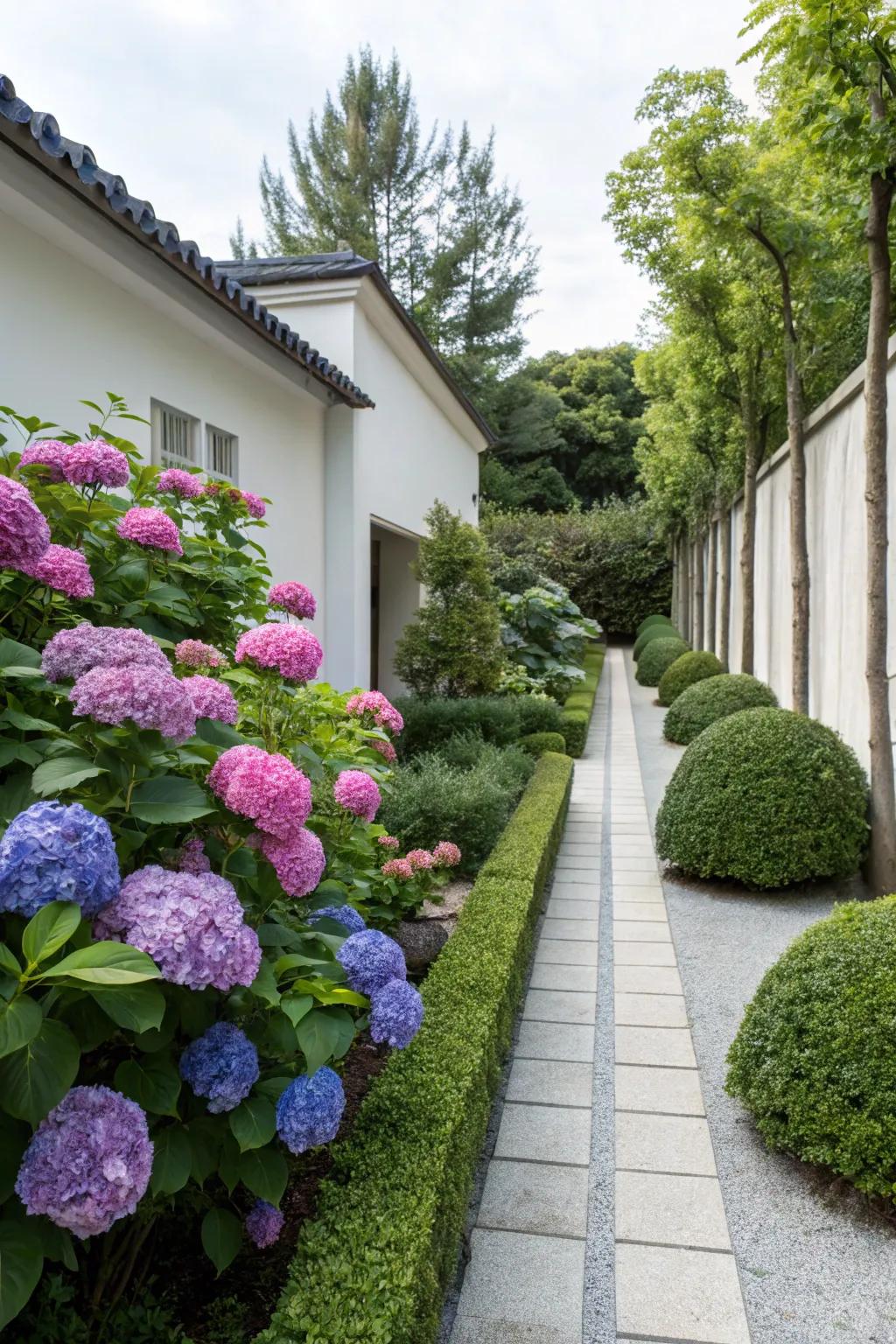 Hydrangeas bring color and elegance to minimalist gardens.