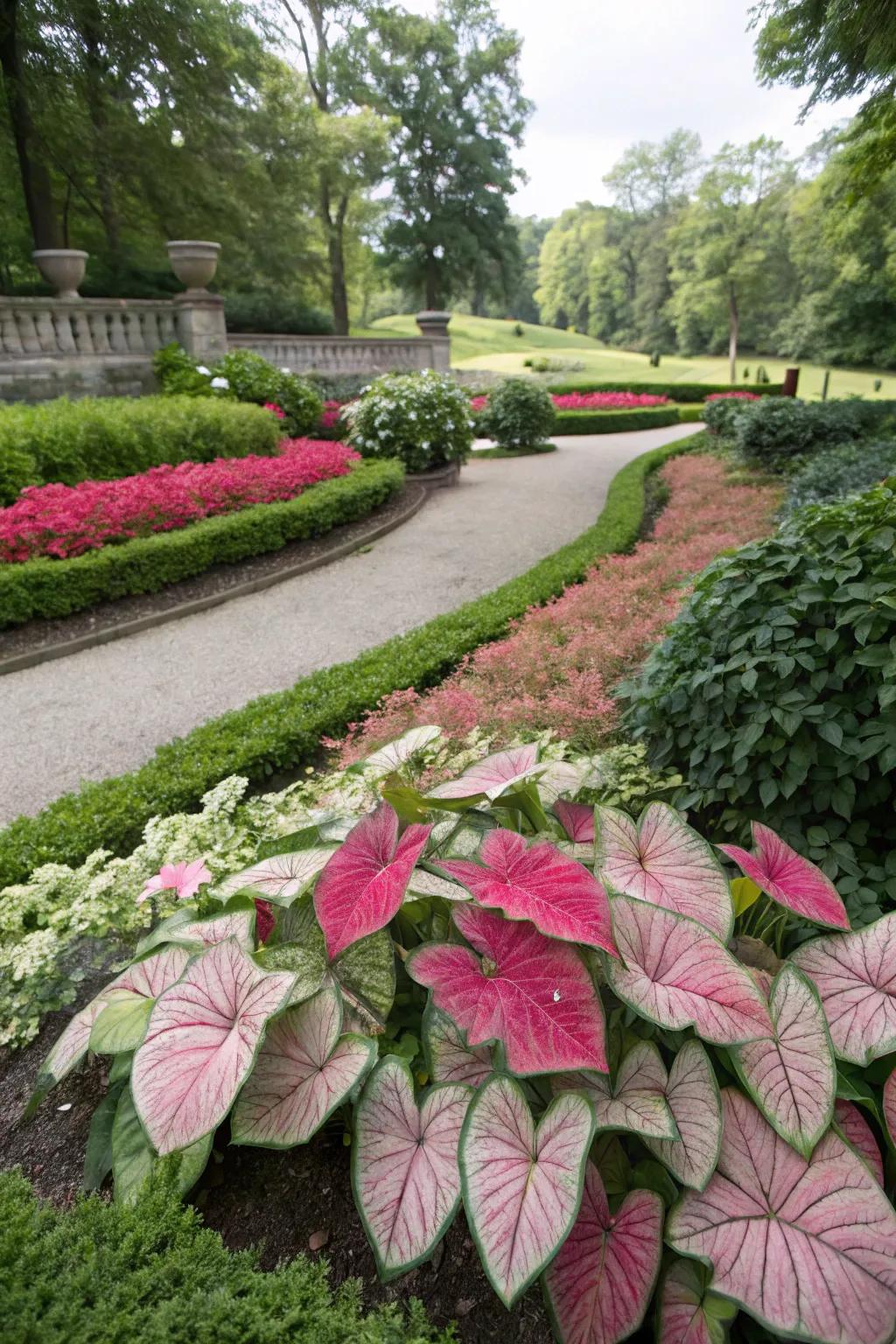 Create a tranquil garden retreat with harmonious caladiums.