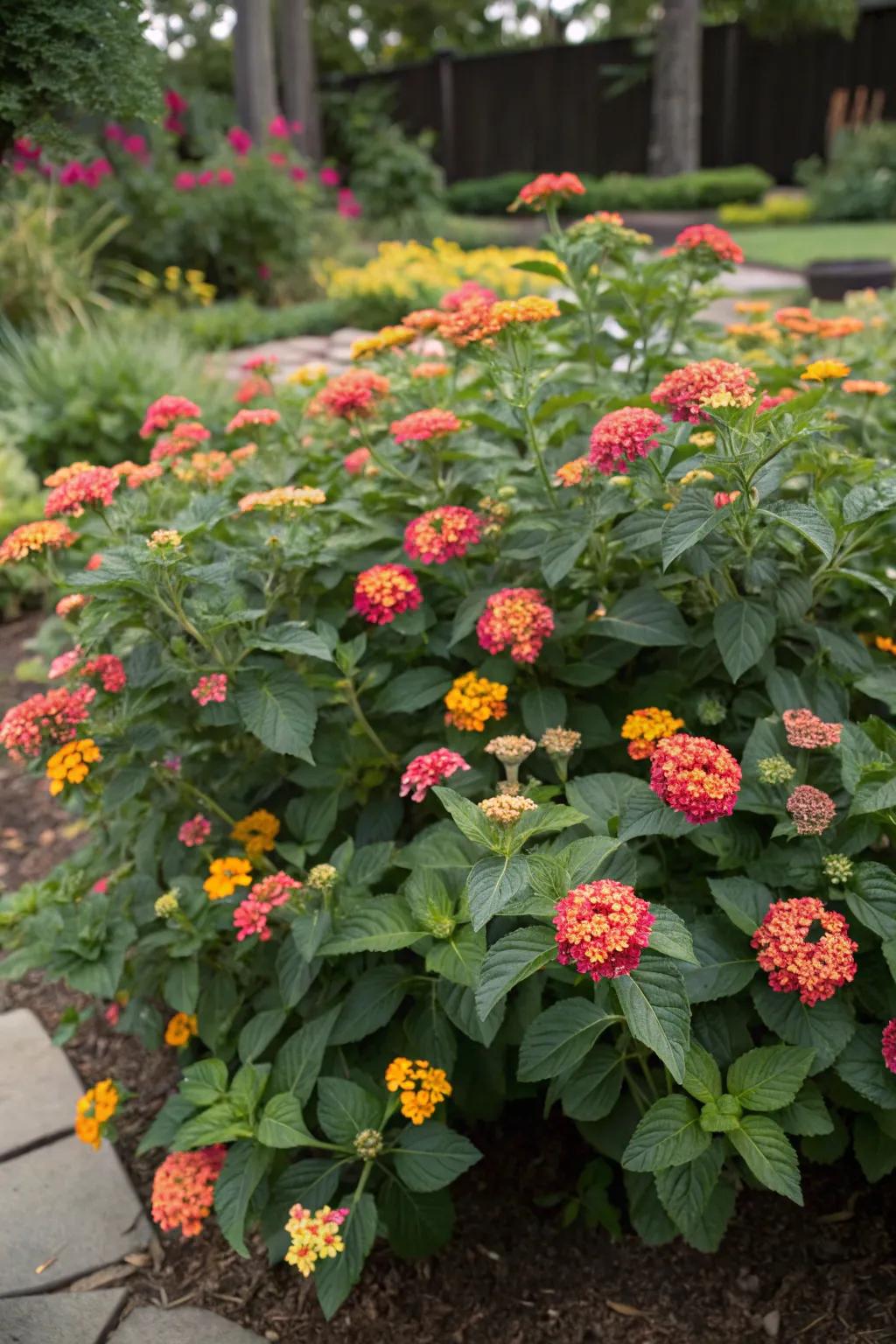 A large lantana plant serving as a stunning garden focal point.