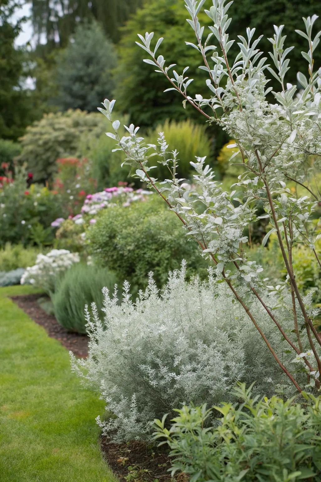 Silverberry offers chic foliage and fragrance with little upkeep.